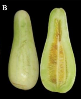 Family: Cucurbitaceae (gourds) C. melo, Conomon (Oriental Pickling melon)
